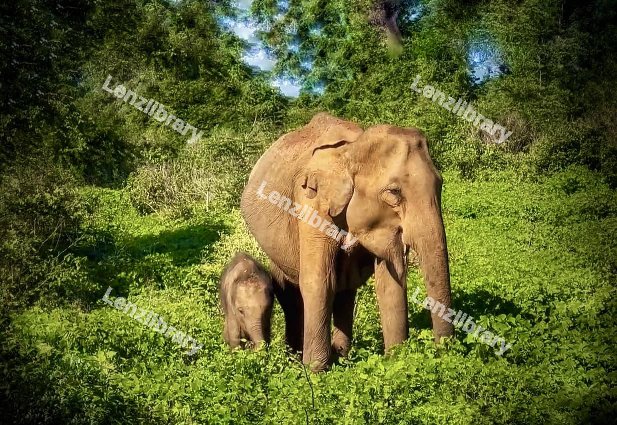 Elephant with baby